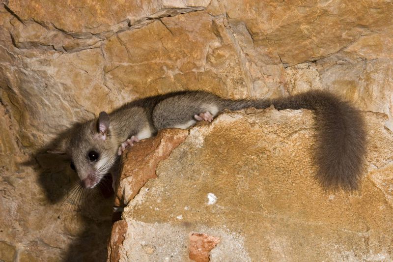 Πανίδα των Λευκών Ορέων: Δασομυωξός (Glis glis)