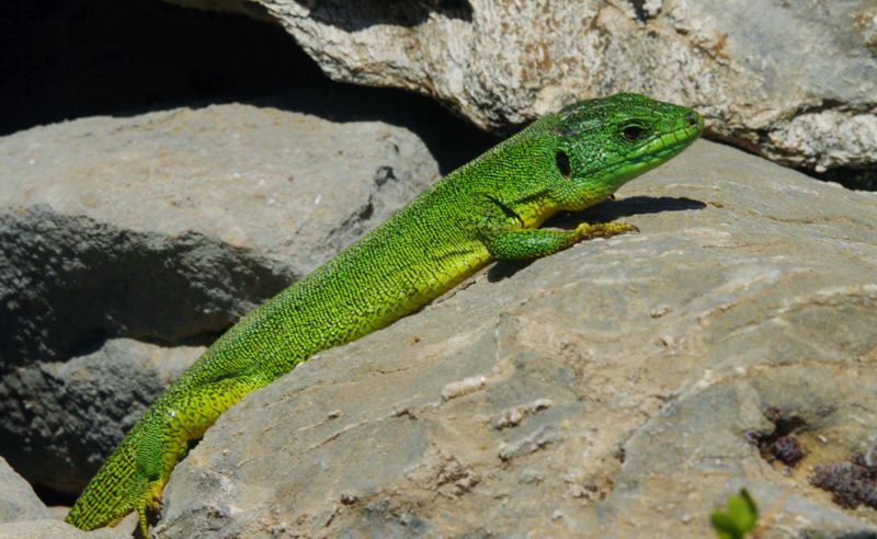 Πανίδα των Λευκών Ορέων: Τρανόσαυρα (Lacerta trilineata)