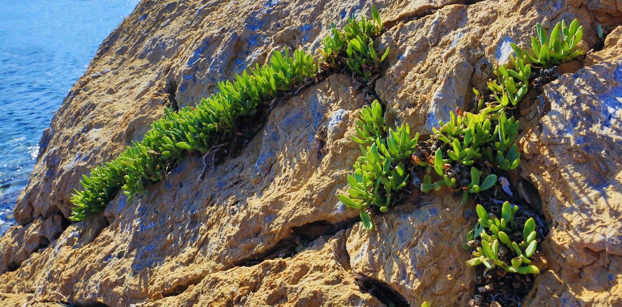 Alonnisos topoguide: Vegetation of Alonnisos