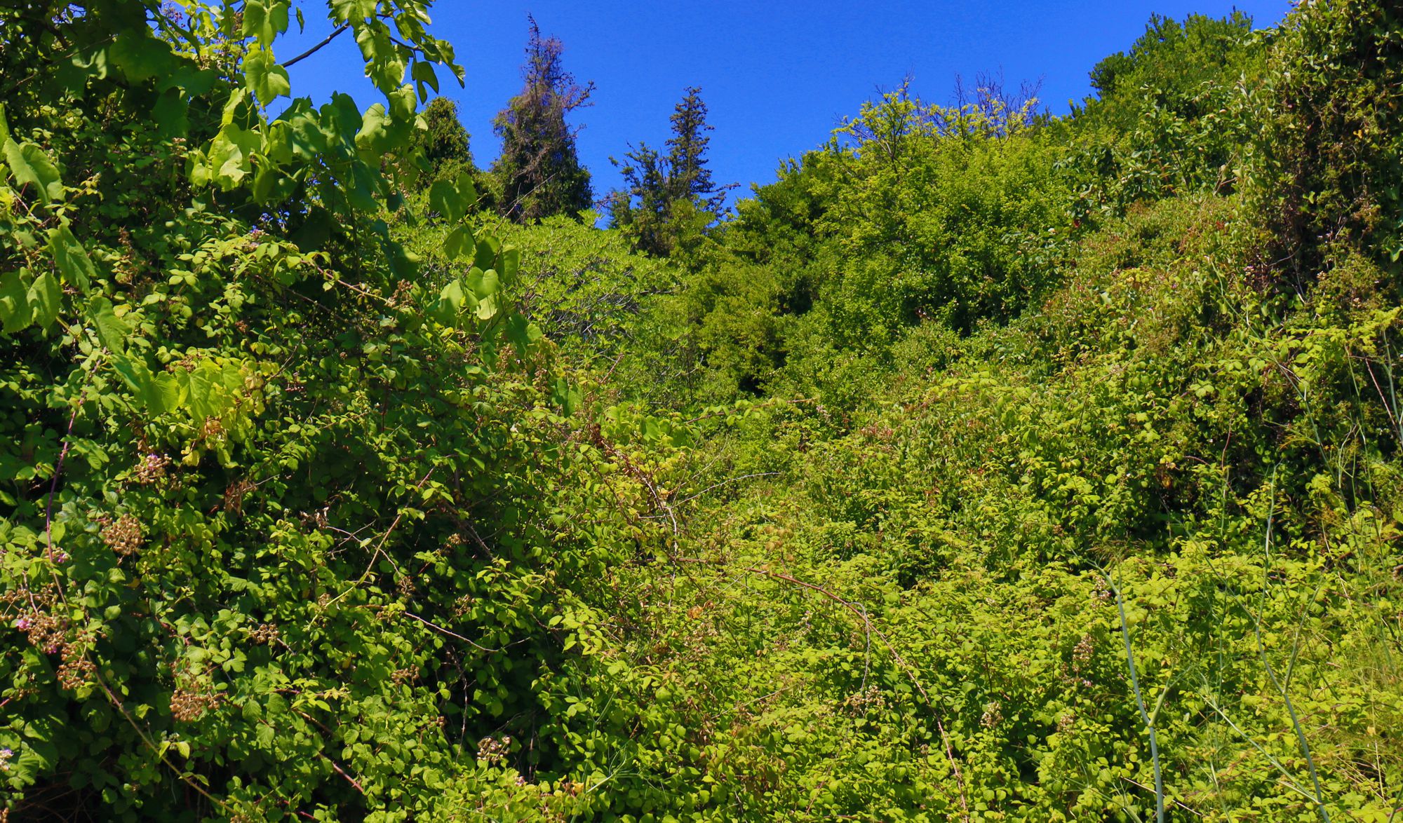 Alonnisos topoguide: Vegetation of Alonnisos