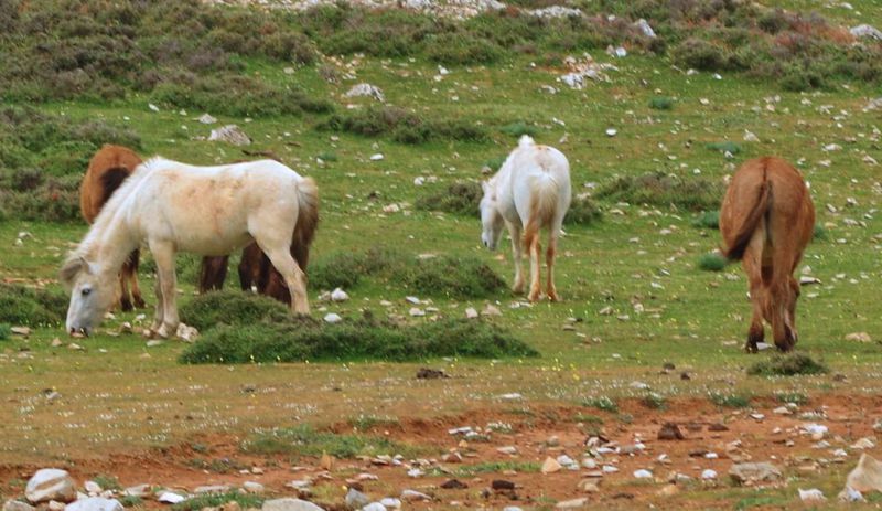 Τα θηλαστικά της Σκύρου