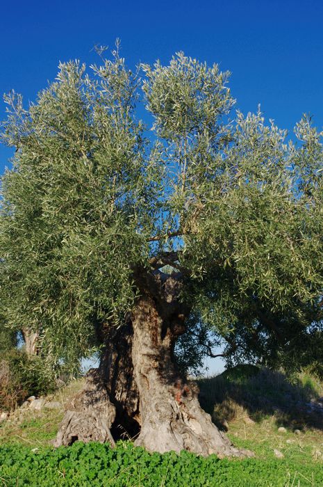Γεράνεια topoguide