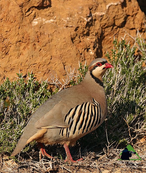 Alectoris chukar