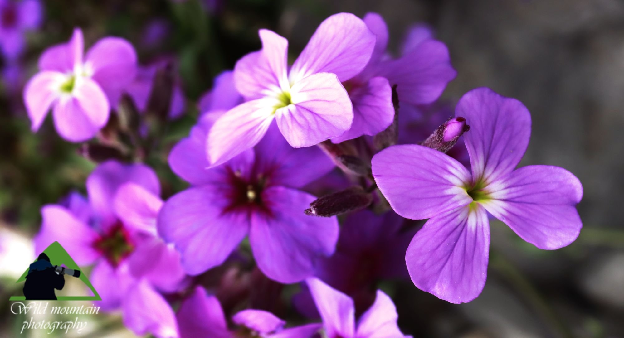 Ζαγόρι, Η χλωρίδα της Μπελόης: Malcolmia orsiniana subsp. angulifolia