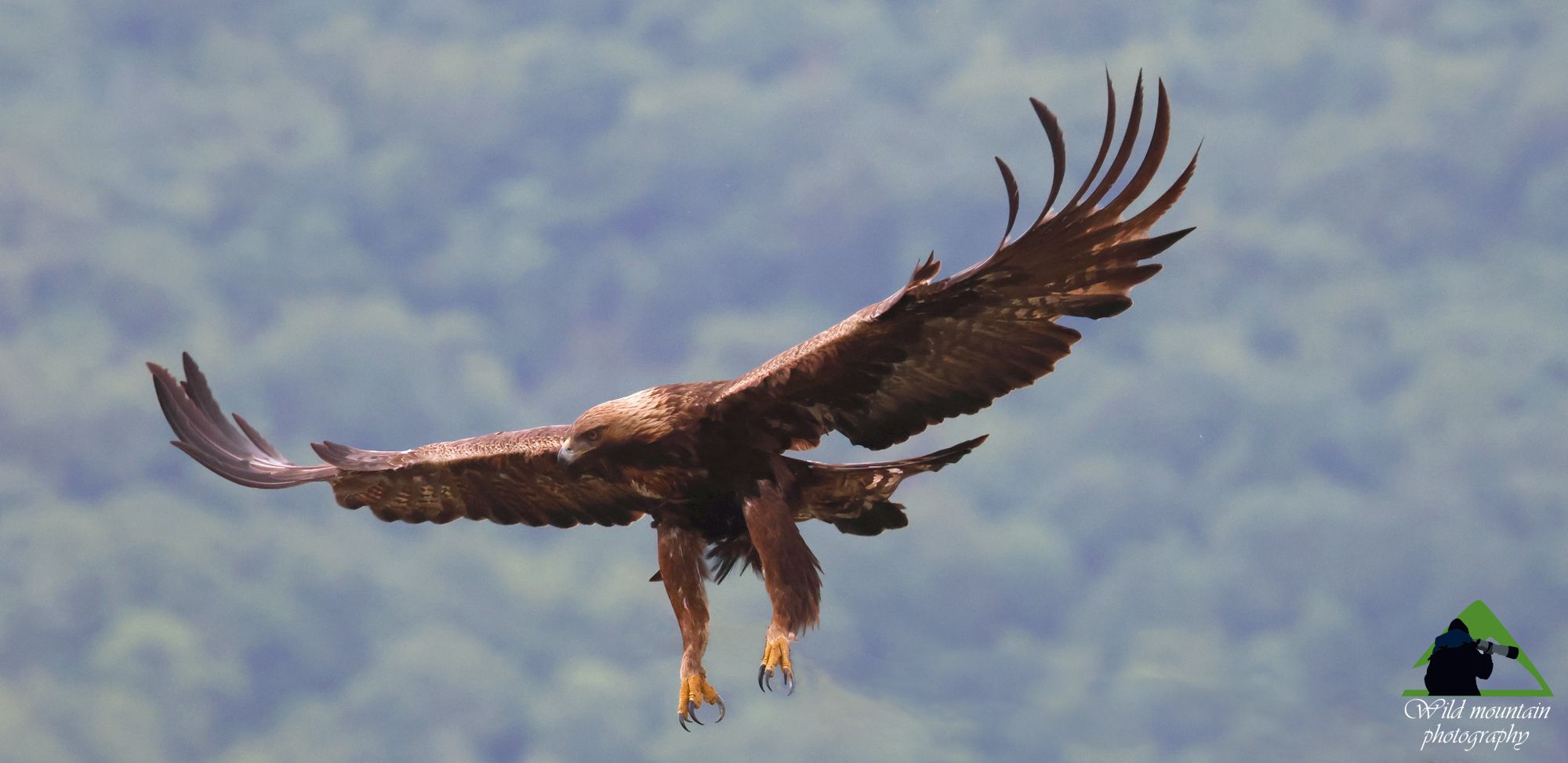 Τα πουλιά του Γράμμου: Χρυσαετός (Aquila chrysaetos)