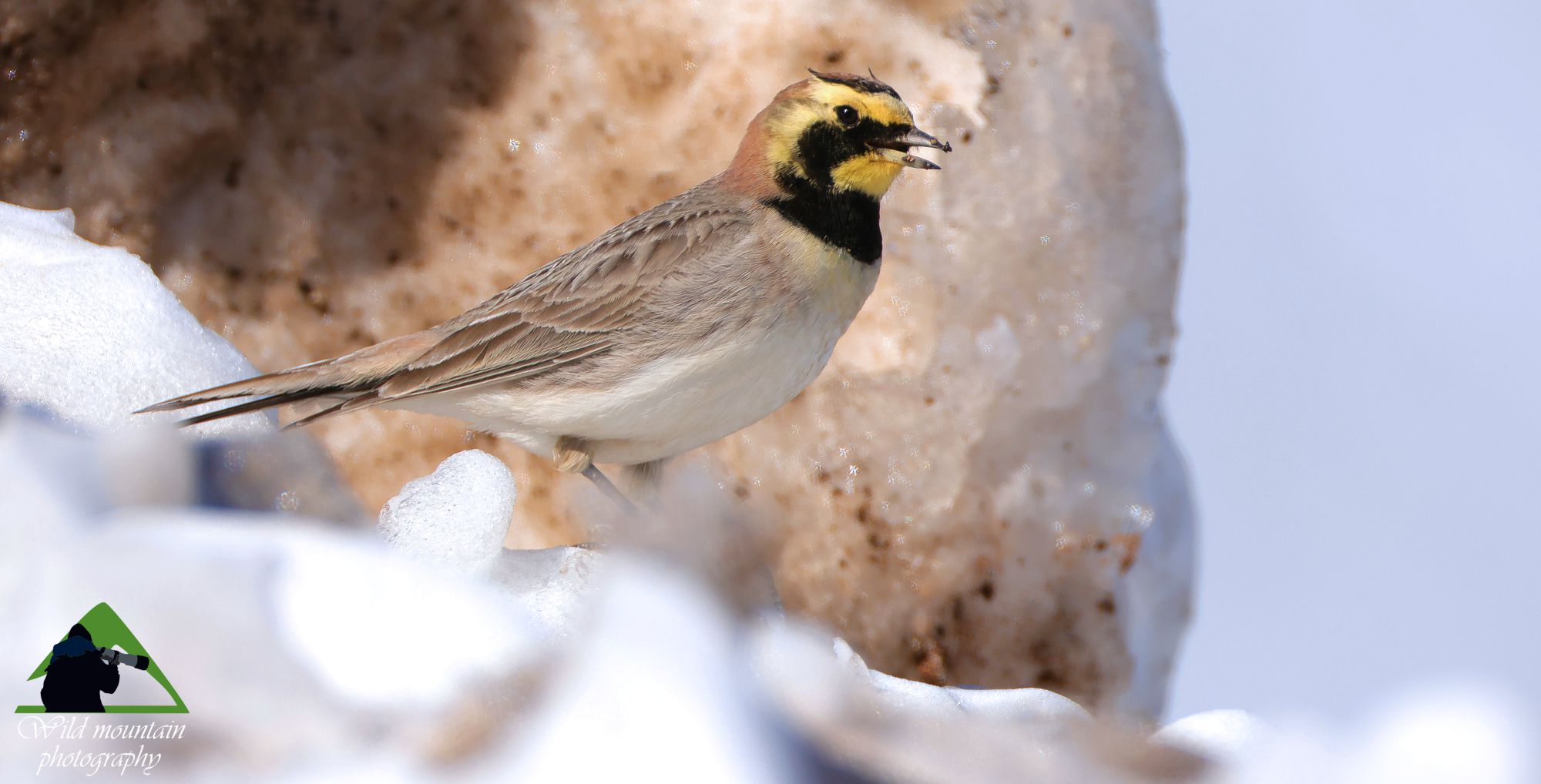 Οι αλπικές λίμνες του Γράμμου: Χιονάδα (Eremophila alpestris)