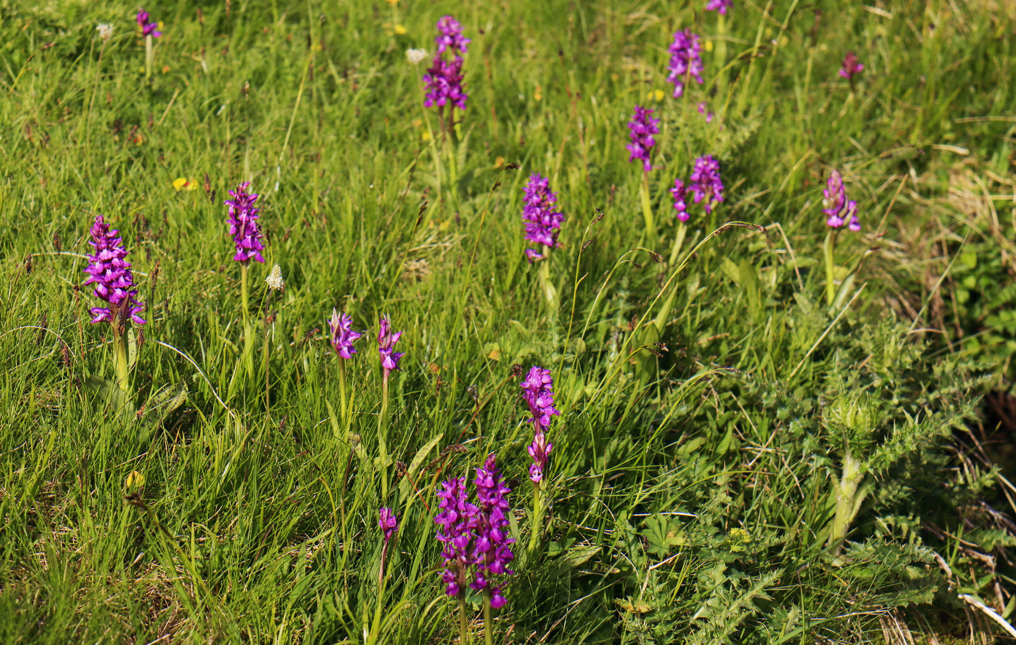 Dactylorhiza sambucina