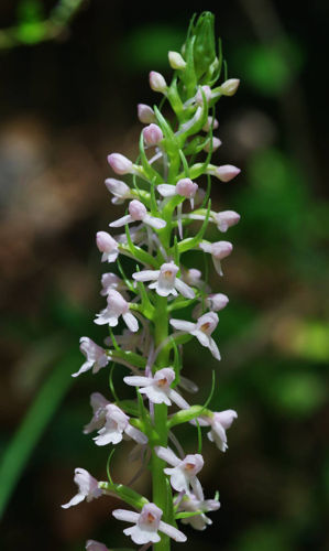 Γράμος
