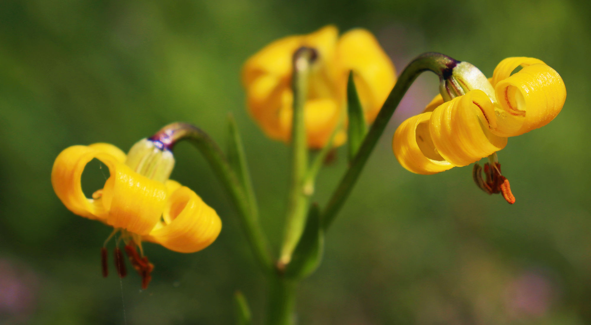 Η χλωρίδα του Γράμμου: Lilium albanicum