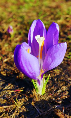 Ευρωπαϊκό Μονοπάτι Ε6: Crocus veluchensis