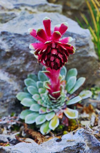 Τα μονοπάτια του Ίστακου Καστοριάς: Saxifraga federici-augusti subsp. grisebachii