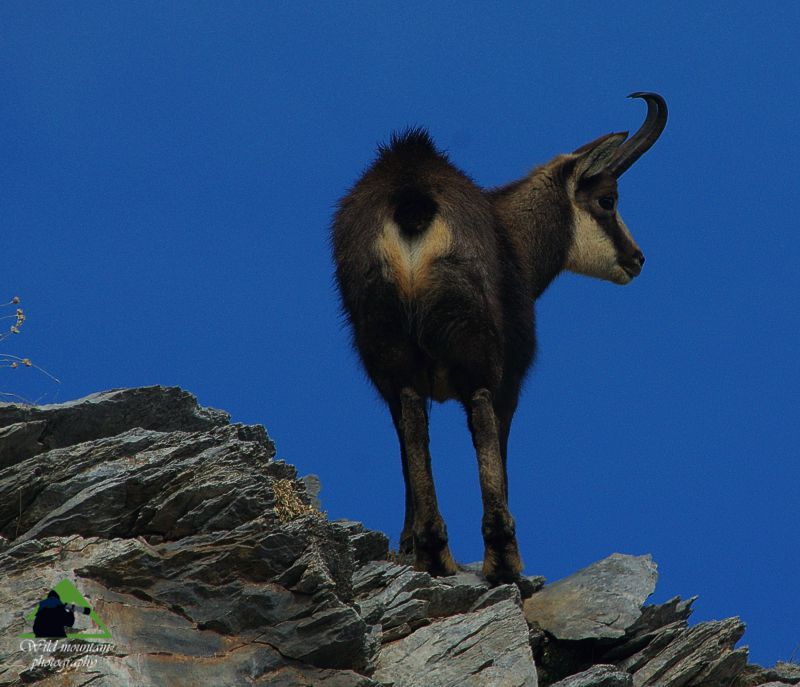 Όλυμπος topoguide