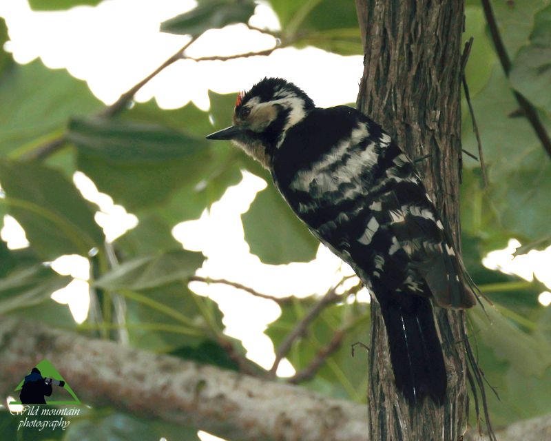 Εθνικό Πάρκο Πρεσπών topoguide