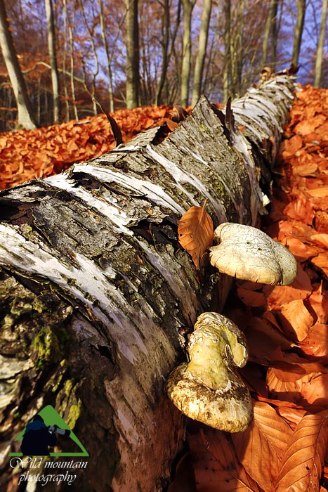 Ροδόπη topoguide