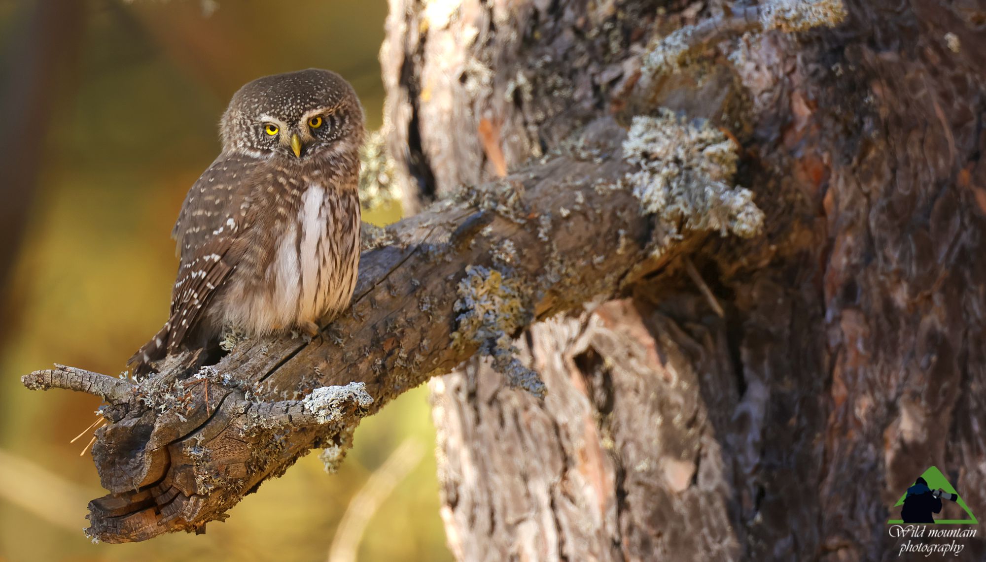 Η οροσειρά της Ροδόπης: Σπουργιτόγλαυκα (Glaucidium passerinum)