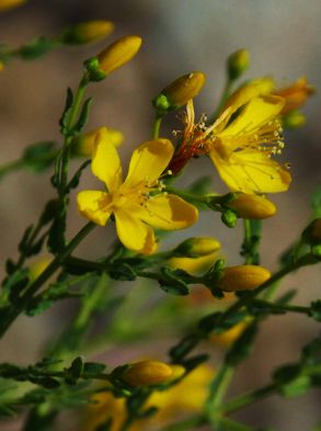 Επίδαυρος: Hypericum triquetrifolium