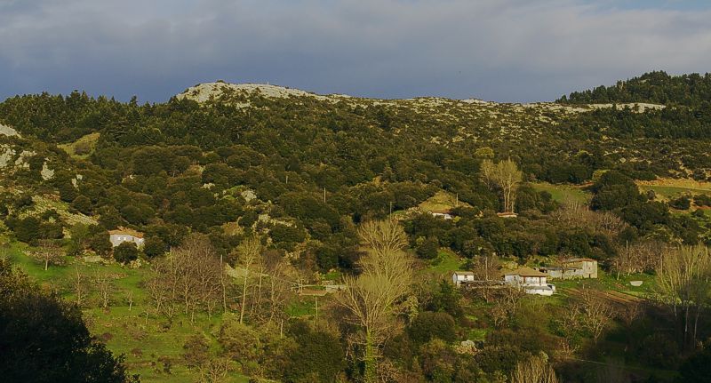 Arvitsa
