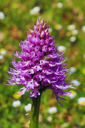 Αρκαδικά Μονοπάτια, Ίσαρης-Καστανοχώρι: Orchis italica