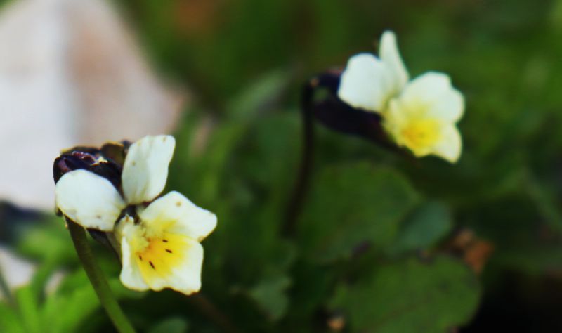 Αρκαδικά Μονοπάτια, Λύκαιο-Βάστας: Viola hymettia