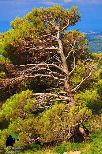 Κεντρική Εύβοια/Δίρφυς topoguide