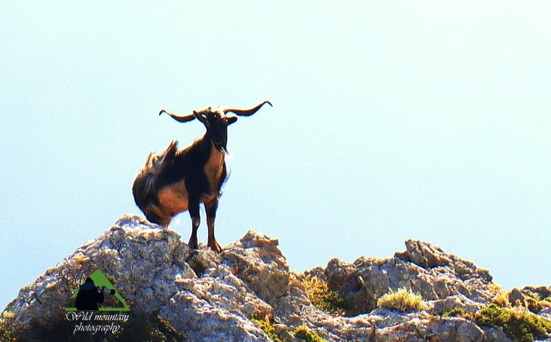 Κεντρική Εύβοια/Δίρφυς topoguide