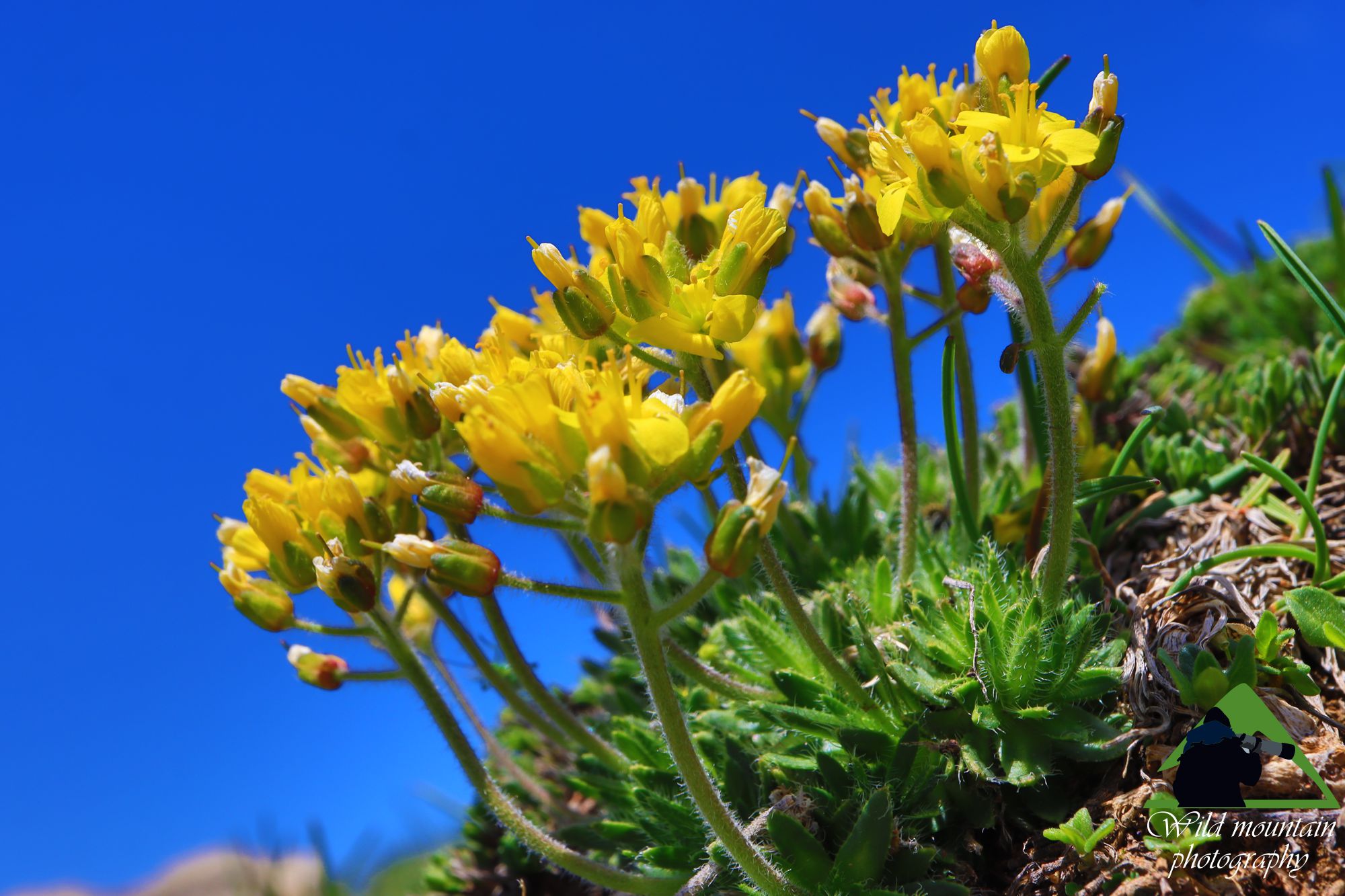 Η χλωρίδα της Νότιας Ευρυτανίας: Draba lasiocarpa στο Βελούχι