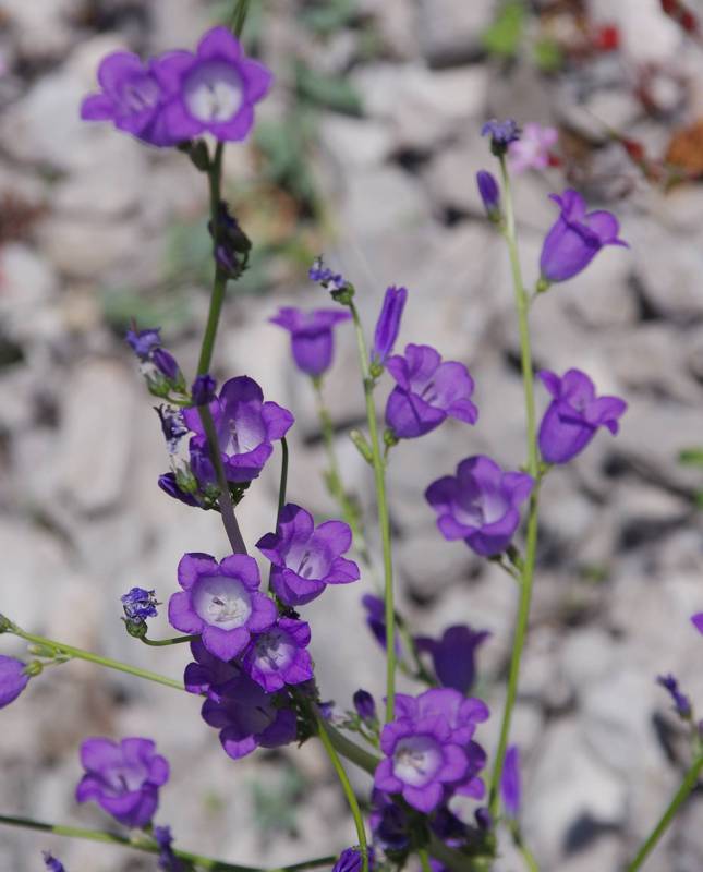  Γκιώνα topoguide: Campanula aizoon