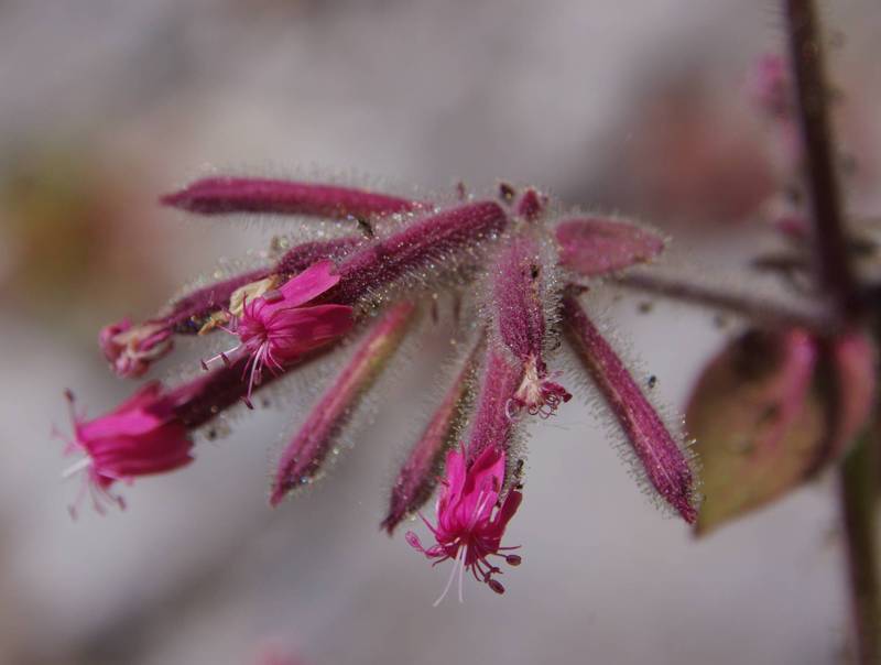  Γκιώνα topoguide: Saponaria glutinosa