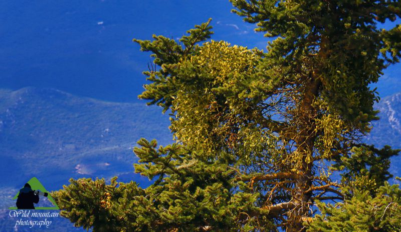 Καλλίδρομο topoguide