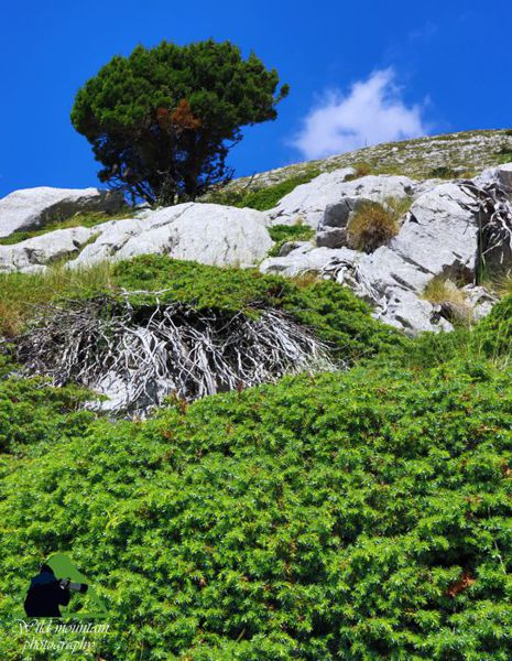 Παρνασσός topoguide