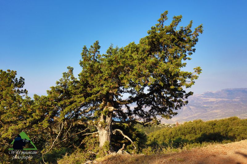 Παρνασσός topoguide