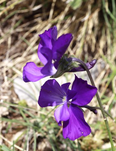 Διαδρομή Φτερόλακκα-Γεροντόβραχος: Viola graeca