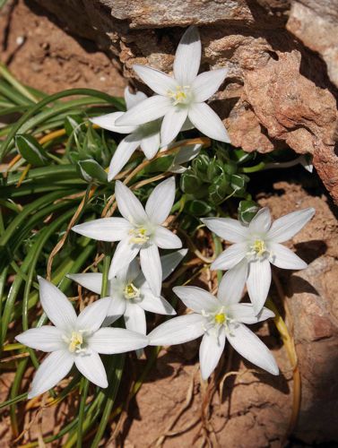 Η χλωρίδα της περιοχής των Δελφών: Ornithogalum sp.