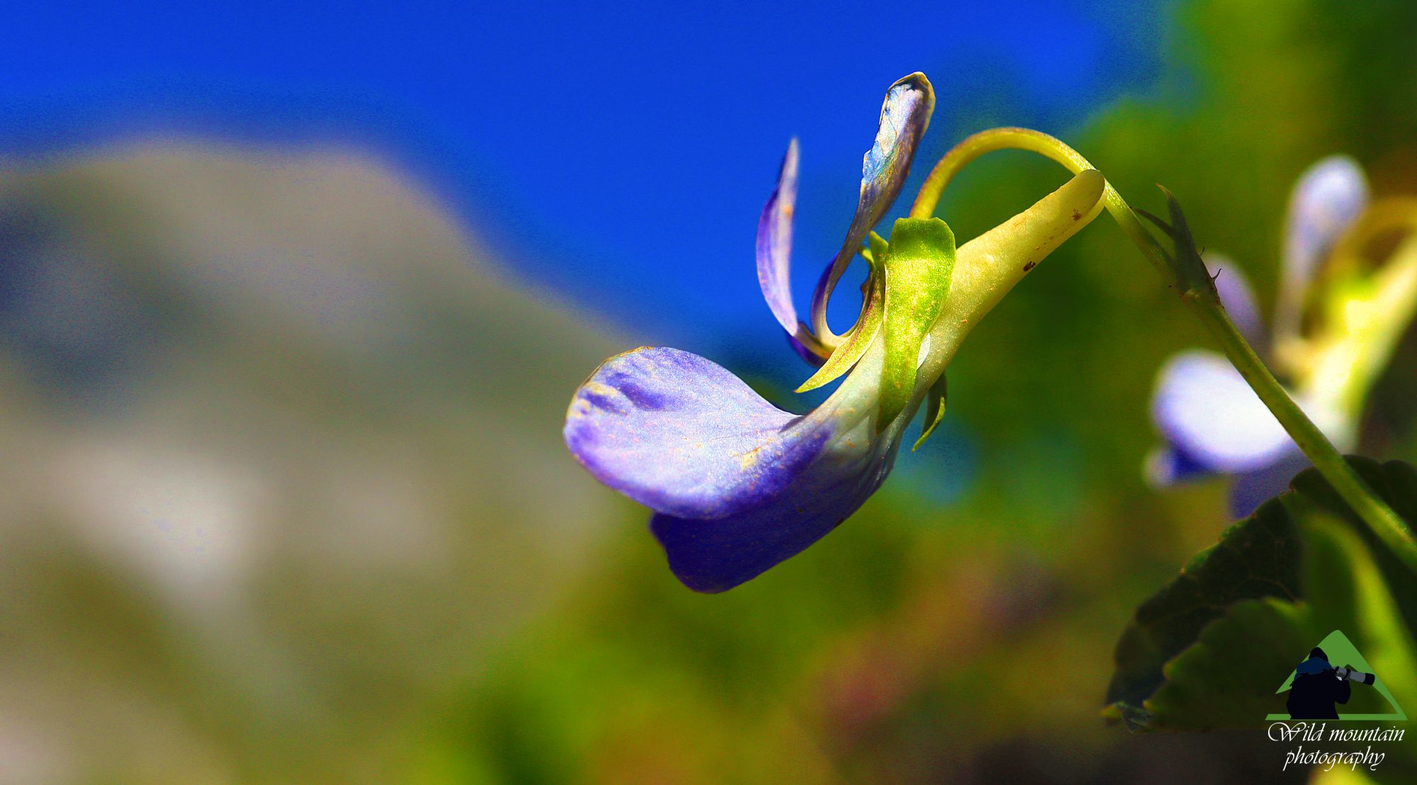 Εύβοια: Viola dirphya, σπάνιο ενδημικό της Δίρφυος