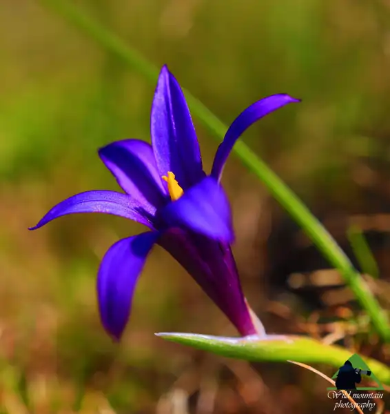 Όλυμπος topoguide