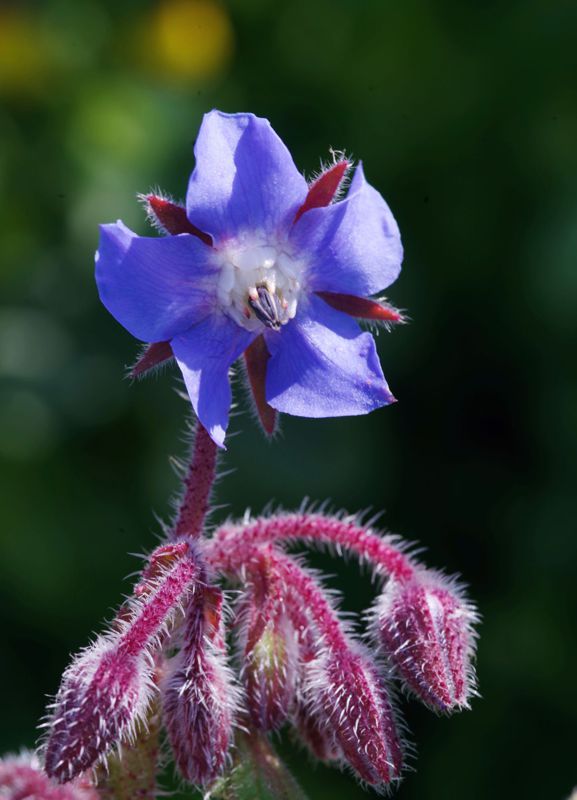 Βόρειο Πήλιο topoguide: Borago officinalis