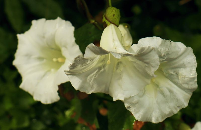 Βόρειο Πήλιο topoguide: Calystegia silvatica