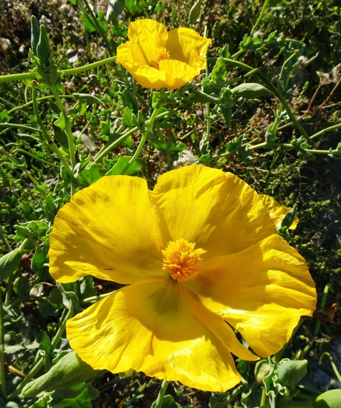 Βόρειο Πήλιο topoguide: Glaucium flavum