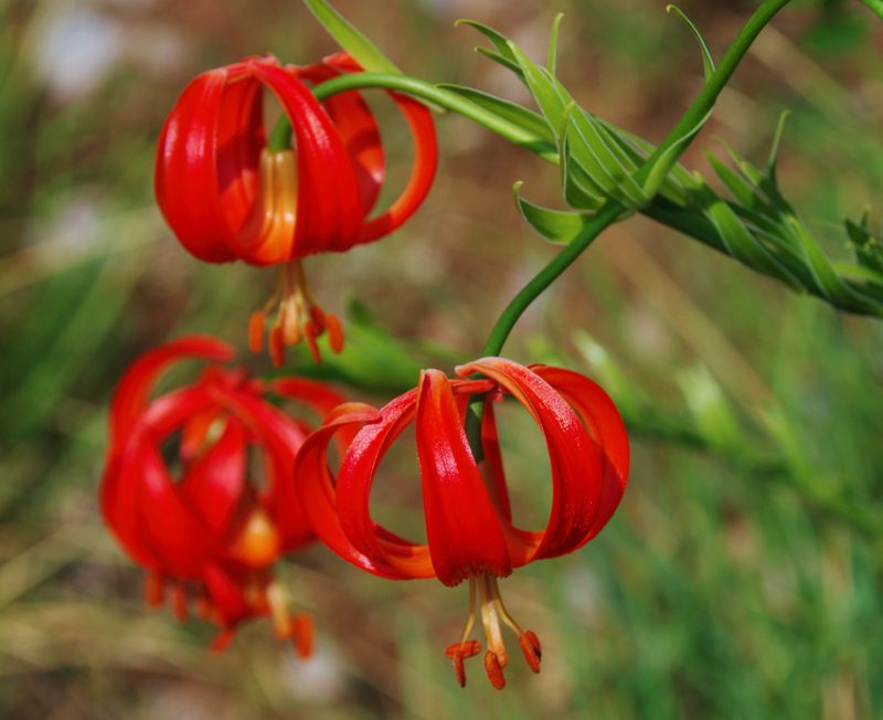Βόρειο Πήλιο topoguide: Lilium chalchedonicum