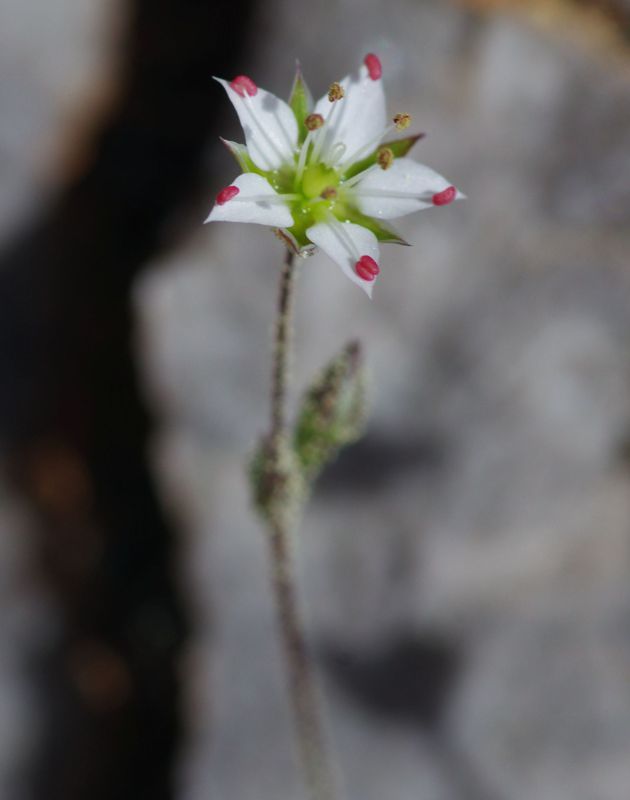 Βόρειο Πήλιο topoguide: Minuartia attica