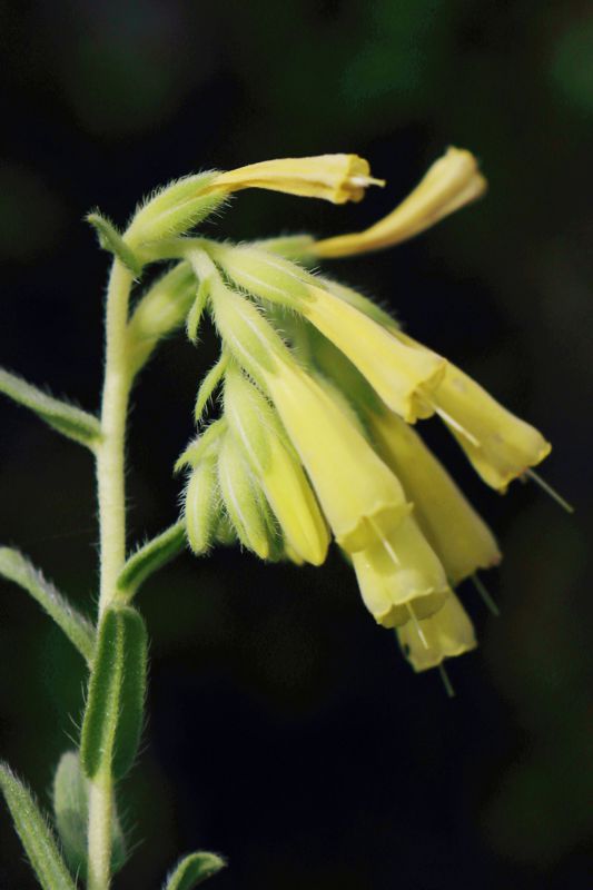 Βόρειο Πήλιο topoguide: Onosma heterophylla