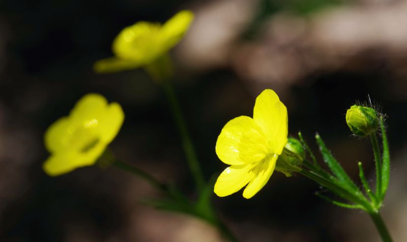 Βόρειο Πήλιο topoguide: Ranunculus rumelicus