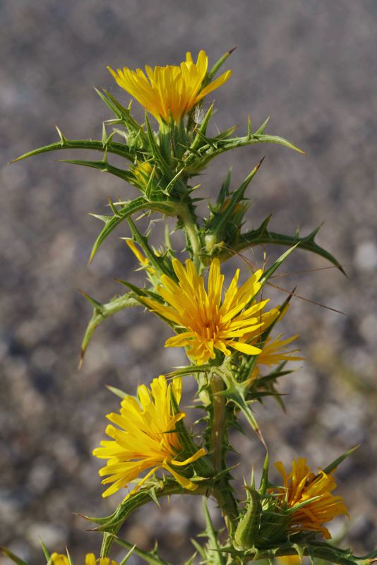 Βόρειο Πήλιο topoguide: Scolymus hispanicus