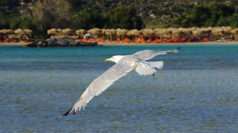 Τα πουλιά της Ελλάδας