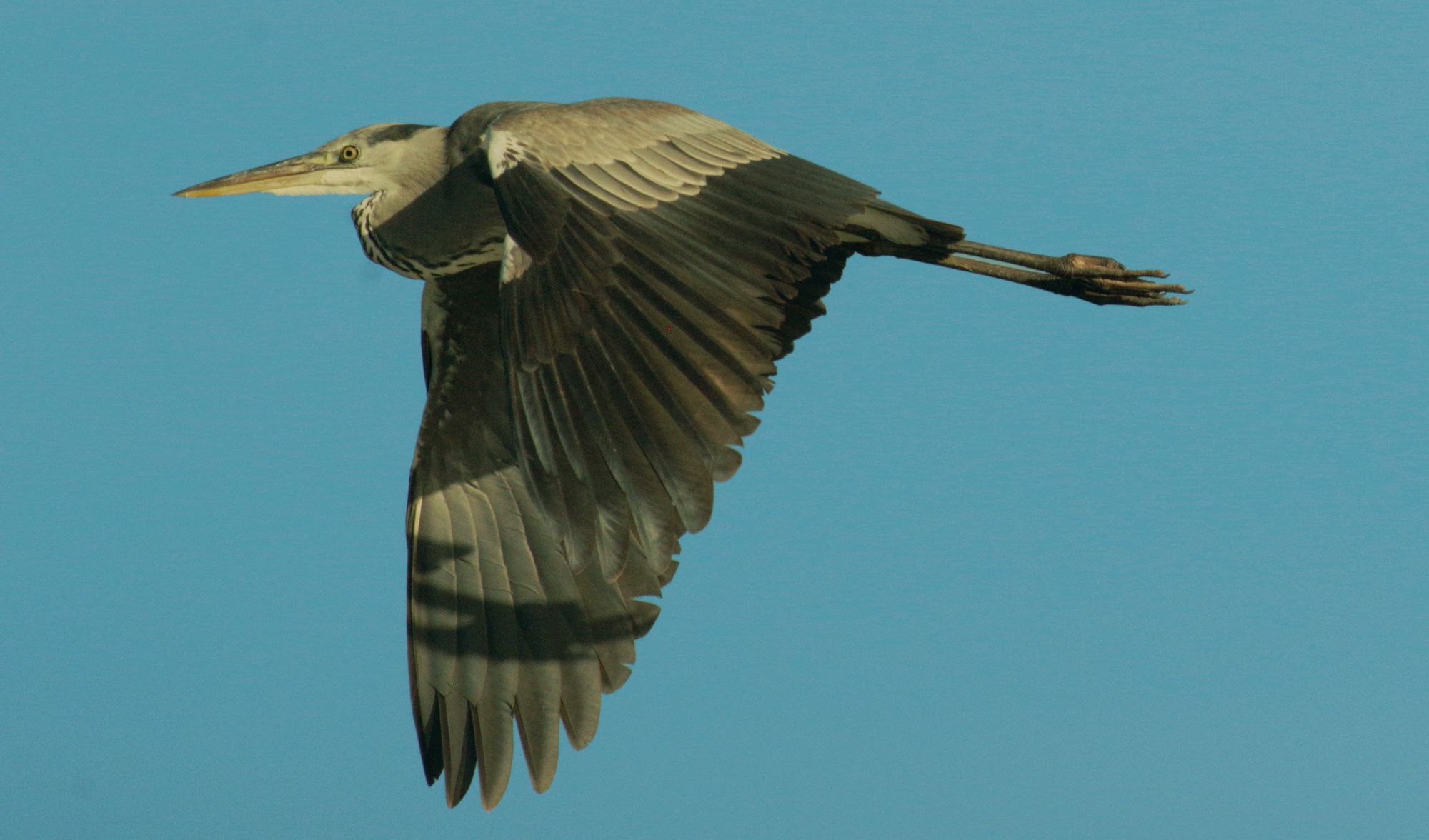 Τα πουλιά της Ελλάδας: Ο Σταχτοτσικνιάς (Ardea cinerea)