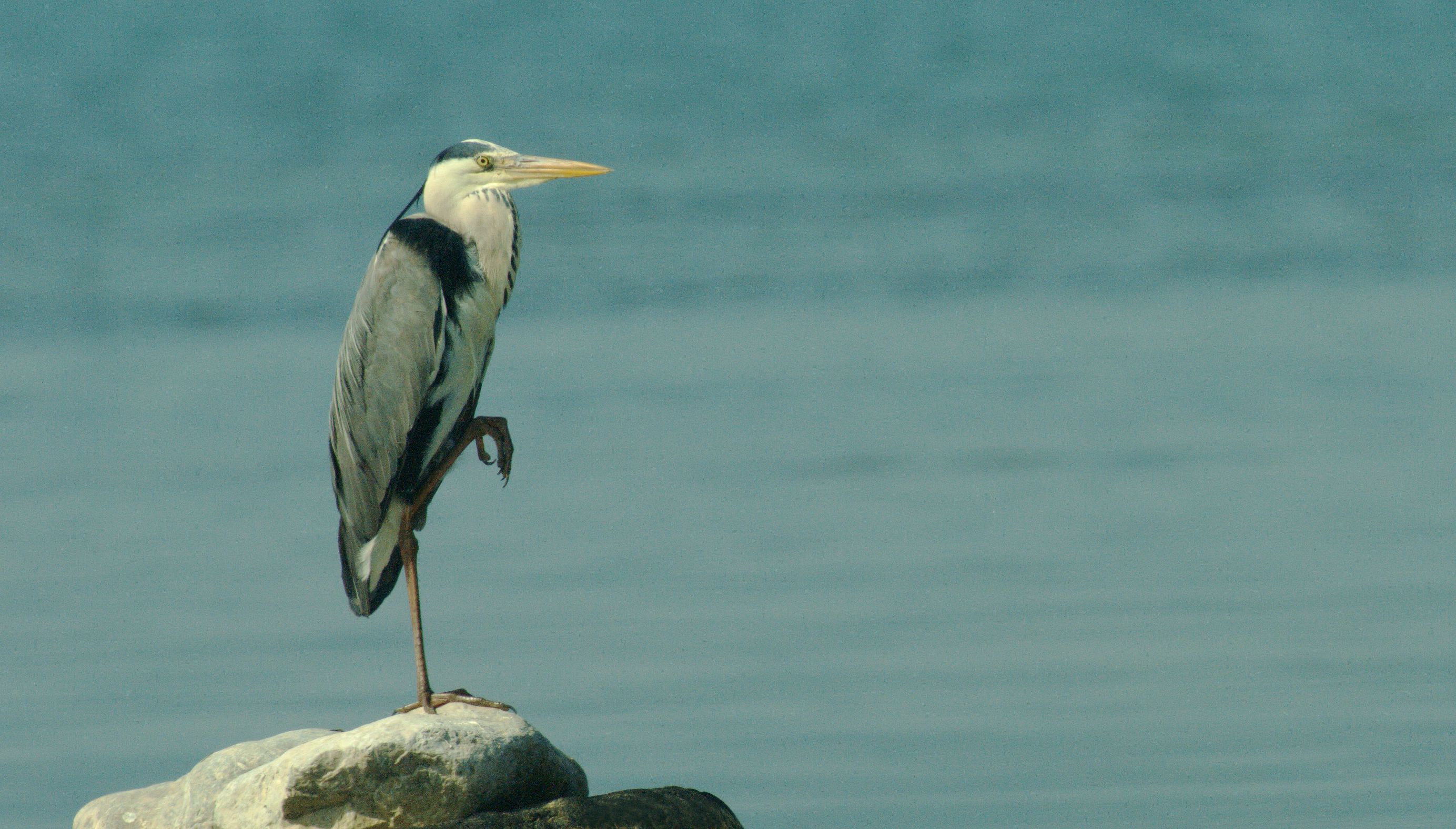 Τα πουλιά της Ελλάδας: Ο Σταχτοτσικνιάς (Ardea cinerea)