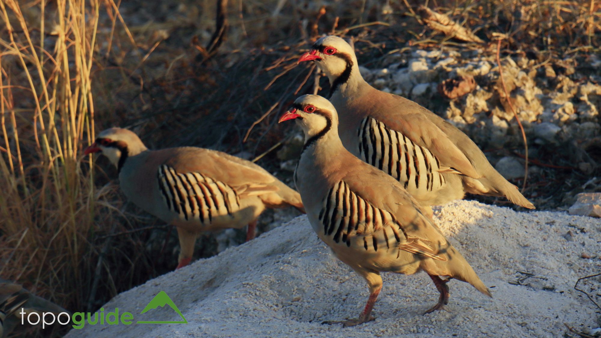 Τα πουλιά της Ελλάδας: Η Νησοπέρδικα (Alectoris chukar)