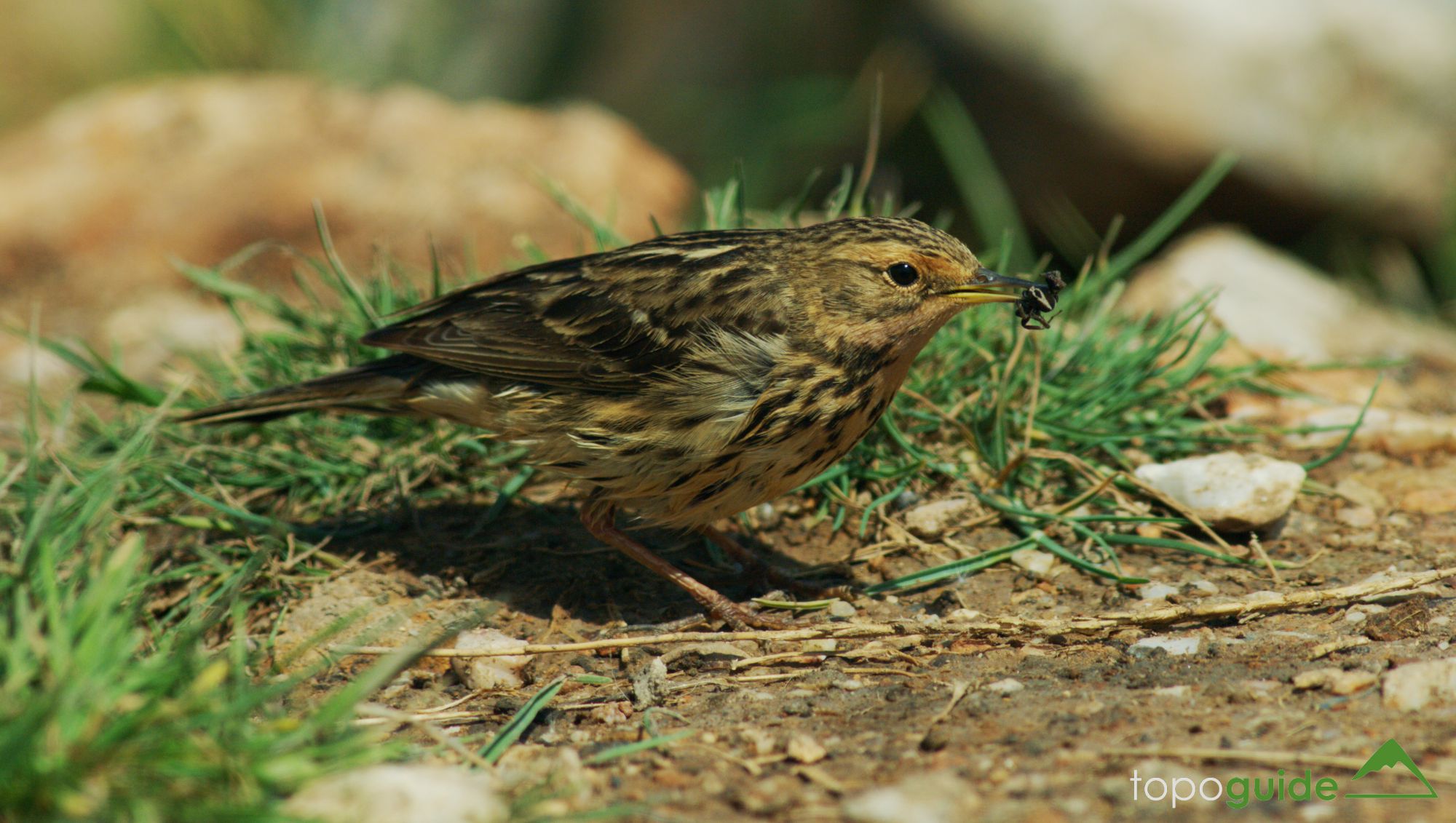 Τα πουλιά της Ελλάδας: Η Κοκκινοκελάδα (Anthus cervinus)