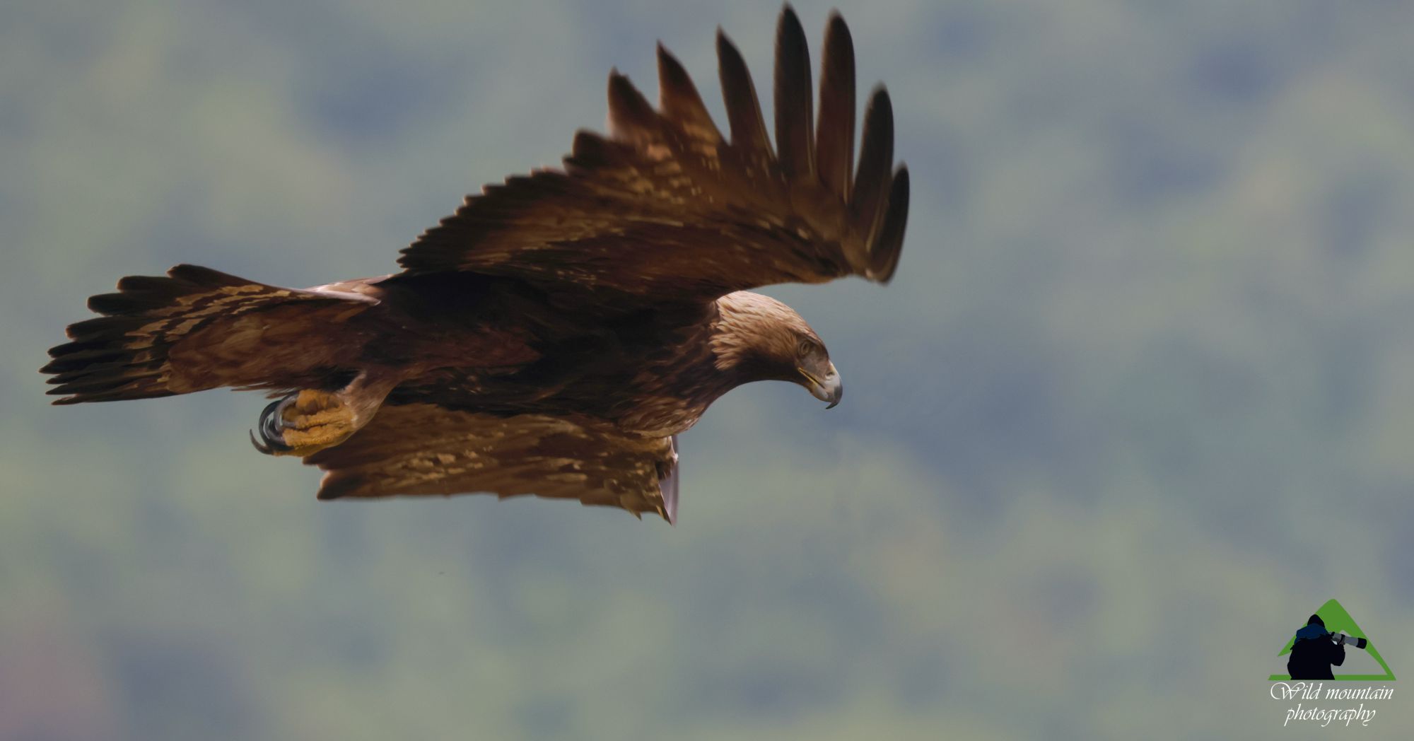 Τα πουλιά της Ελλάδας: Ο Χρυσαετός (Aquila chrysaetos)