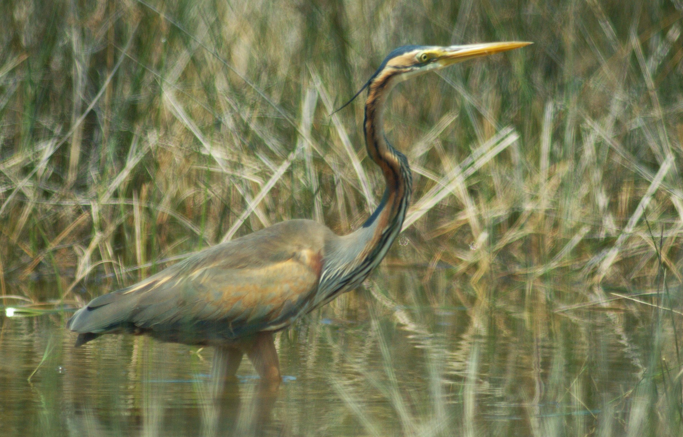 Τα πουλιά της Ελλάδας: O Πορφυροτσικνιάς (Ardea purpurea)